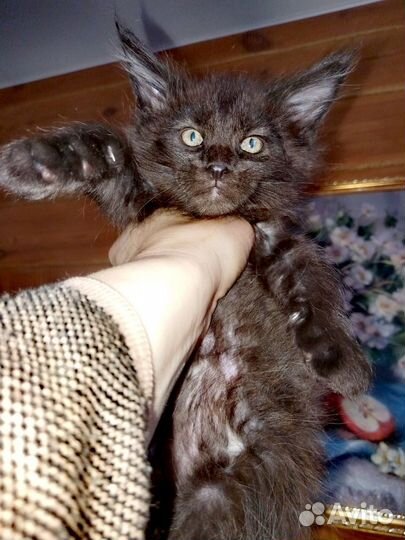 Котята мейкун