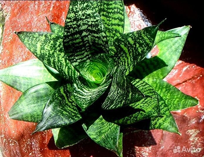 Сансиеверия Ханни, щучий хвост, растение, цветок