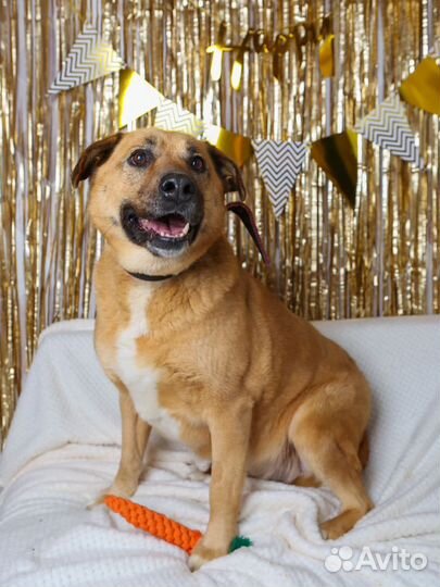 Басе нужна ваша помощь