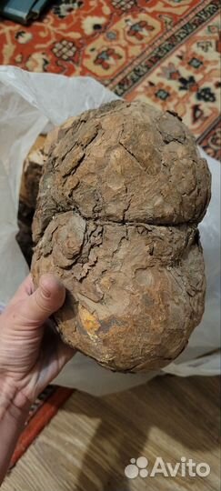 Кап берёзовый