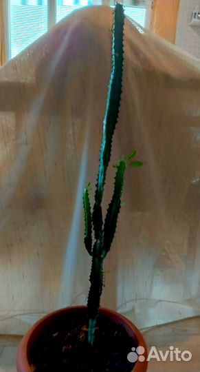 Кактус молочай