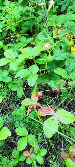 Участок 17 сот. (ИЖС)