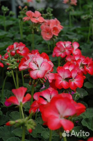 пеларгония ринго 2000. пеларгония ринго 2000. пеларгония ринго 2000 f1. пеларгония ринго 2000 кардинал фото. пеларгония ринго 2000 лавандер.
