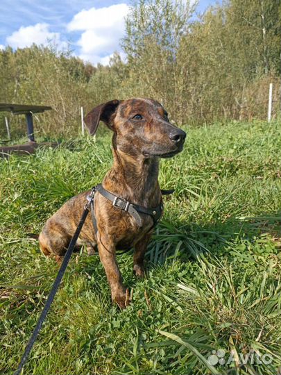 Вязка кобель