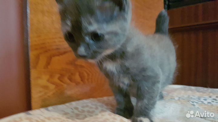 Отдам кошечку