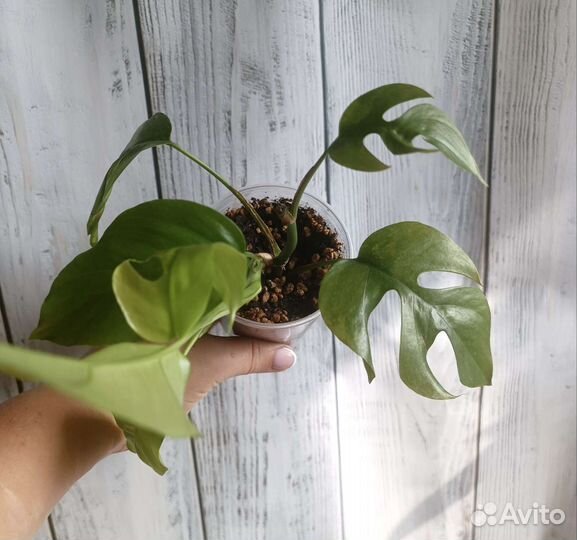 Комнатные цветы. Монстера мини минима