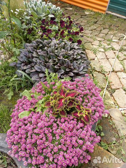 Цветы комнатные и уличные