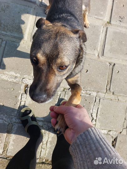 Собака в семью