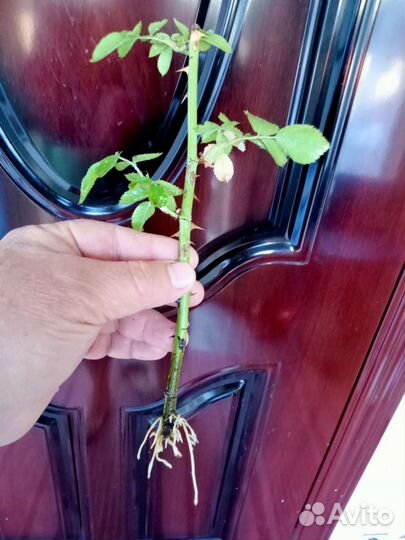 Дед и не только на час