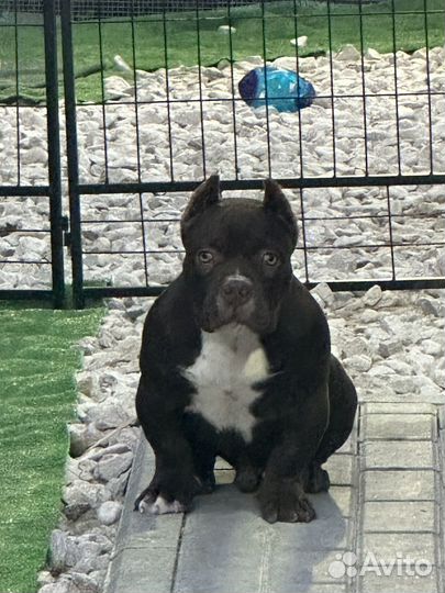 Американский булли покет микро экзот