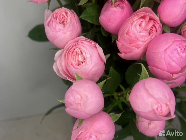 Роза кустовая пионовидная