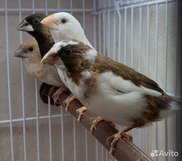 Японские амадины