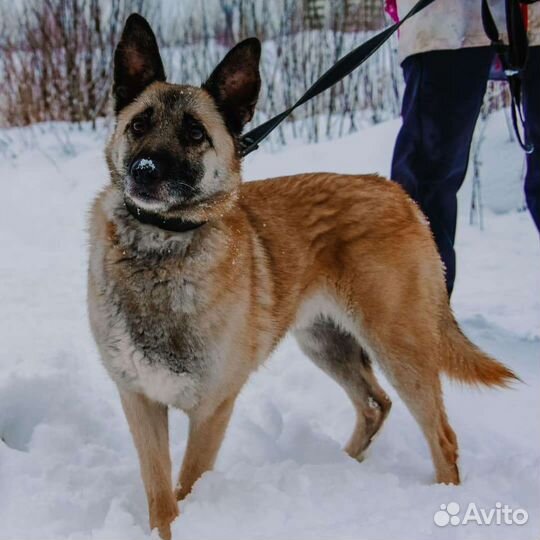 Ник из приюта Щербинка