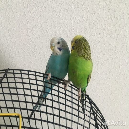 Передержка птиц, попугаев