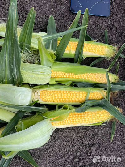 Кукуруза оптом