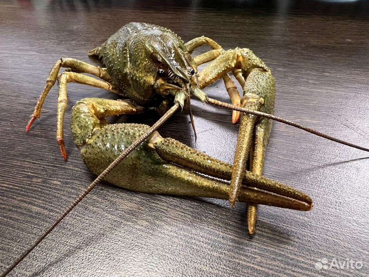 Живые и варёные раки Рыба