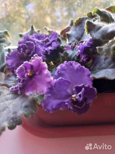 Сортовые фиалки листики