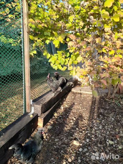 Петухи ухейилюй (4 мес) и виандоты (3 мес)