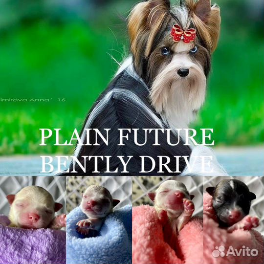 Белый йоркширский терьер