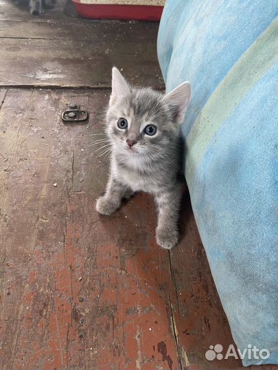 Котята в добрые руки очень умные, и преданные