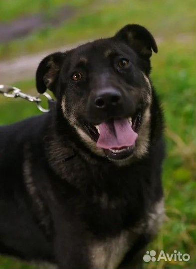 Собака Закари в добрые руки