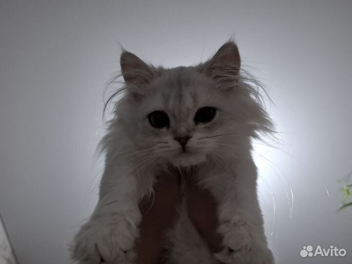 Шотланский котенок