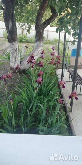 Ирисы бородатый. Ред Орхид. Саженцы