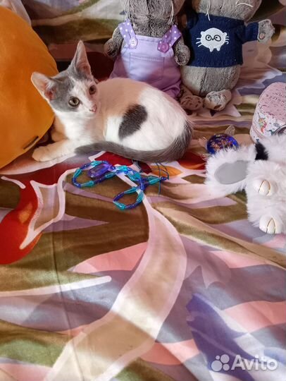 Котёнок Мальчик ищет дом