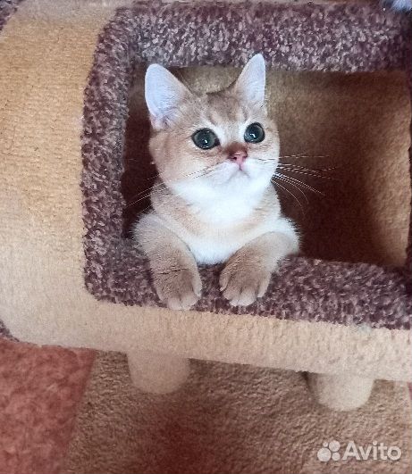 Золотой британец котик