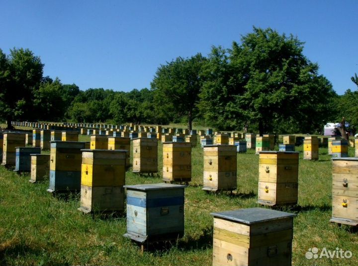 Мед натуральный с Алтая опт