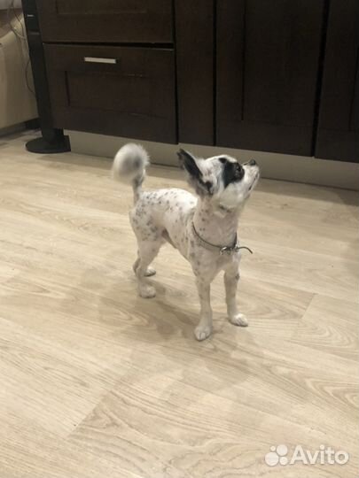 Вязка,кобель