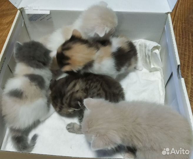 Шотландские котята