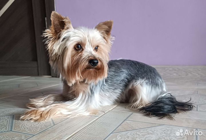 Йоркширский терьер вязка