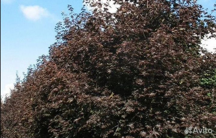 Клен остролистный