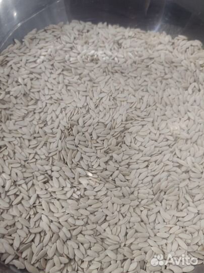 Семена весовые огурцов Феникс+ и Хабар