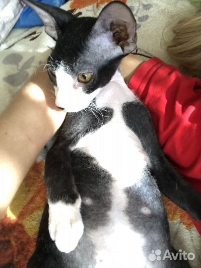 Котята донского сфинкса