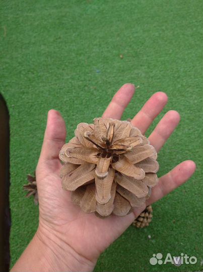 Сосновые шишки декора