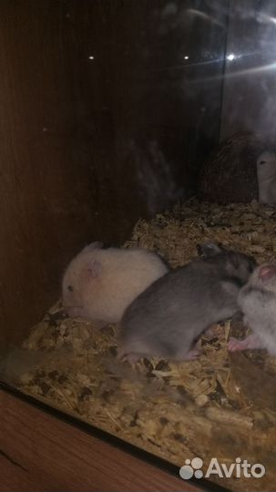 Сирийские хомячки