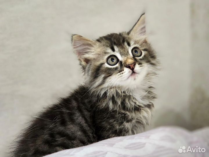 Котик 2 месяца