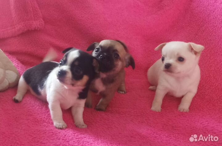 Щенки чихуахуа мини