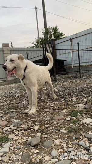 Среднеазиатская овчарка алабай