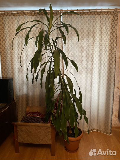 Пальма юкка