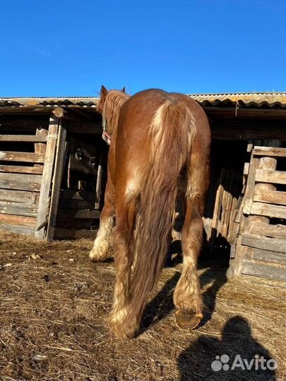 Продажа лошадей