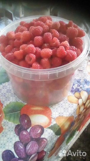 Саженцы малины