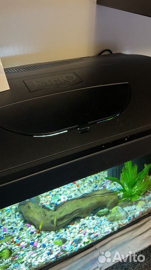 Аквариумные рыбки