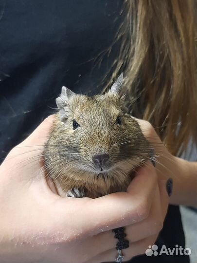 Две Чилийские белки дегу с клеткой