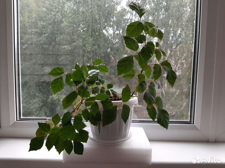 Комнатные цветы берёзка