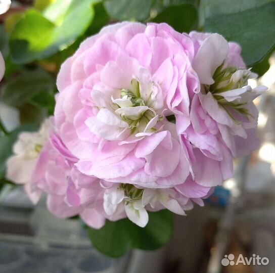 Пеларгония герань