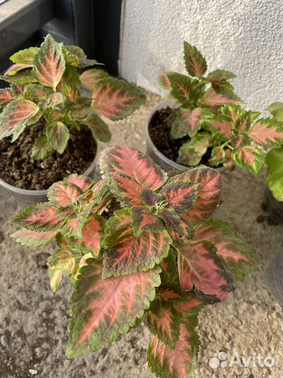 Колеусы,бегонии