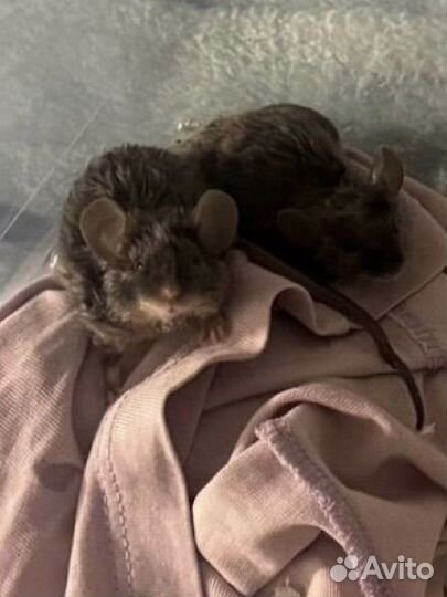 Декоративные мыши